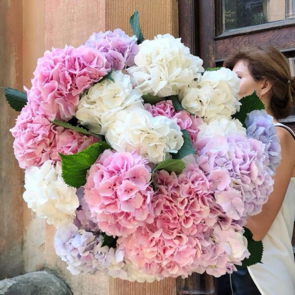 Гортензия - BOOM